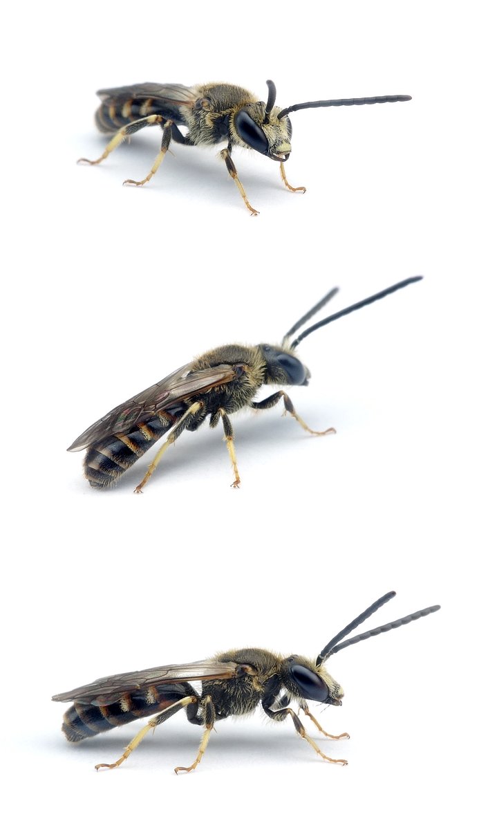 Lasioglossum albipes ♂