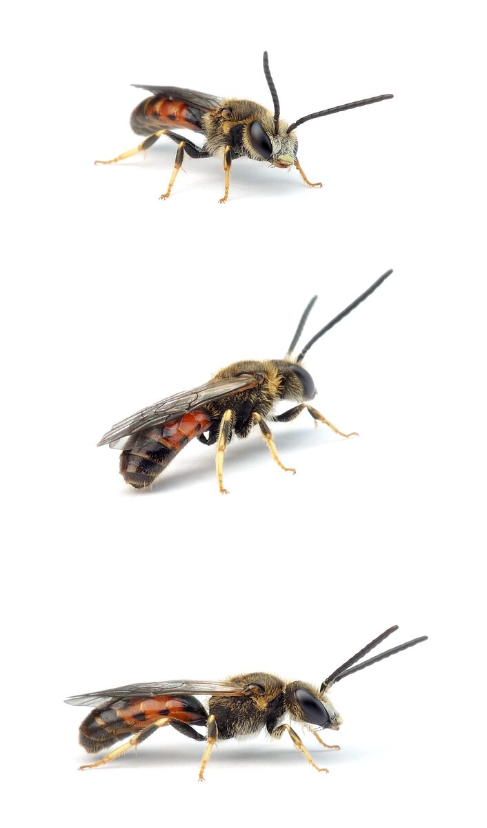 Lasioglossum albipes ♂ Weißbeinige Schmalbiene 6-9 mm, rote Farbform