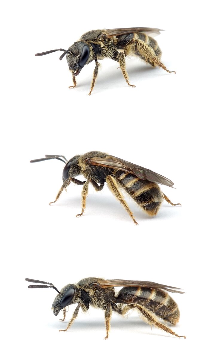 Lasioglossum albipes ♀ Weißbeinige Schmalbiene 7-9 mm