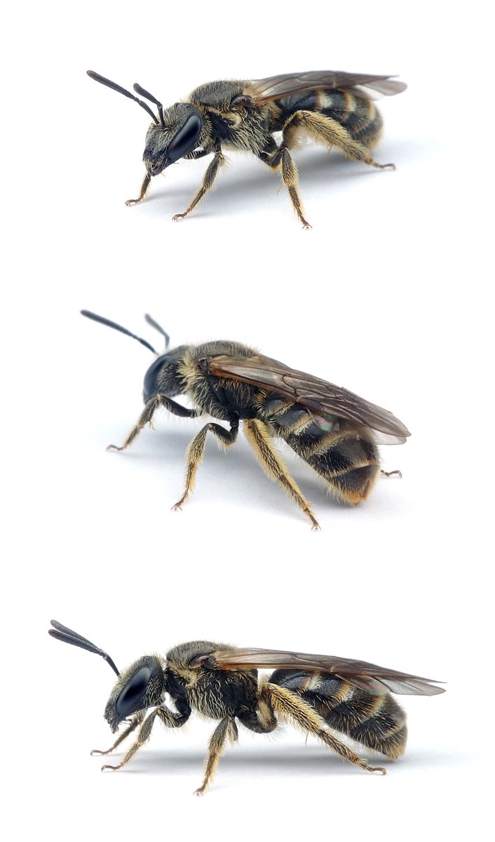 Lasioglossum albipes ♀