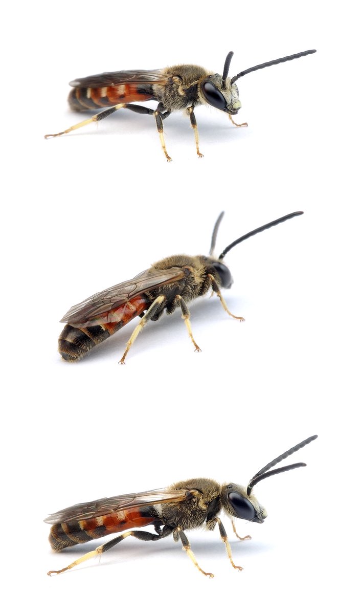 Lasioglossum calceatum ♂ Gewöhnliche Schmalbiene, rote Farbform 8-10 mm