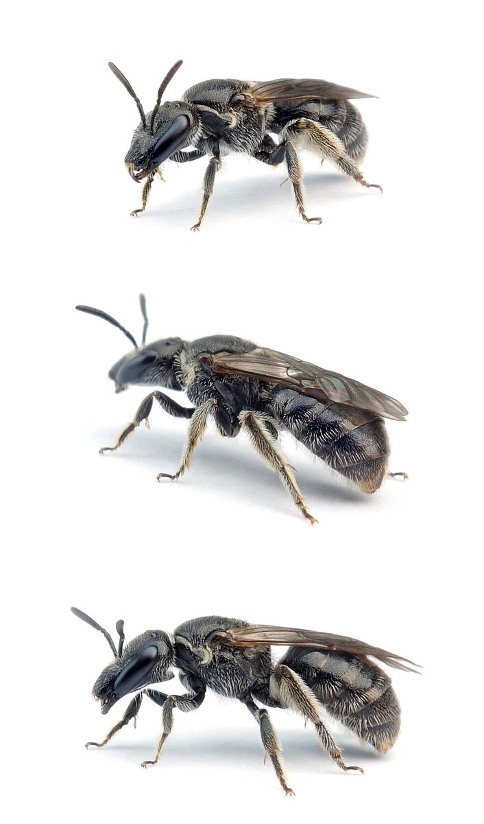 Lasioglossum clypeare ♀ Glatte Langkopf-Schmalbiene 6-7 mm