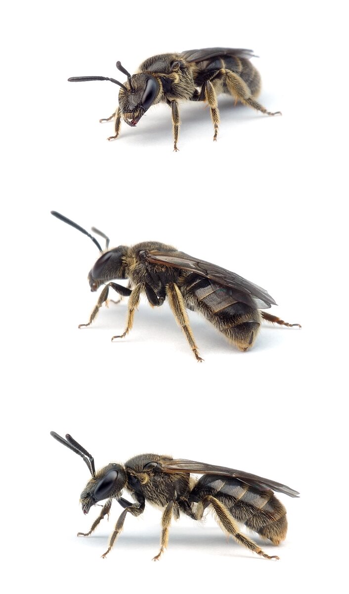 Lasioglossum fratellum ♀ Wald-Schmalbiene 6-8 mm