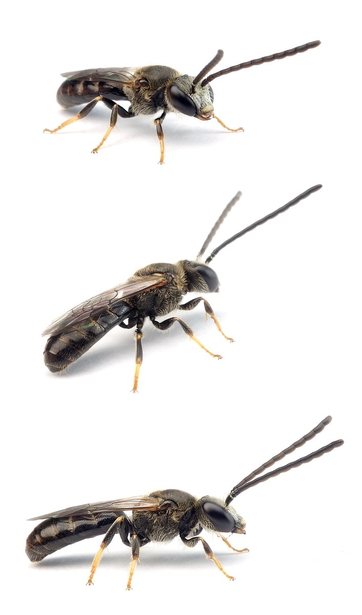 Lasioglossum fulvicorne ♂ Braunfühler-Schmalbiene 6-8 mm