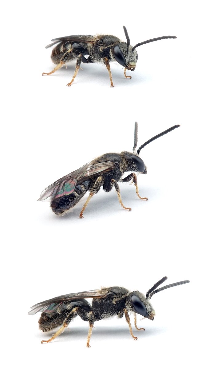 Lasioglossum lativentre ♂