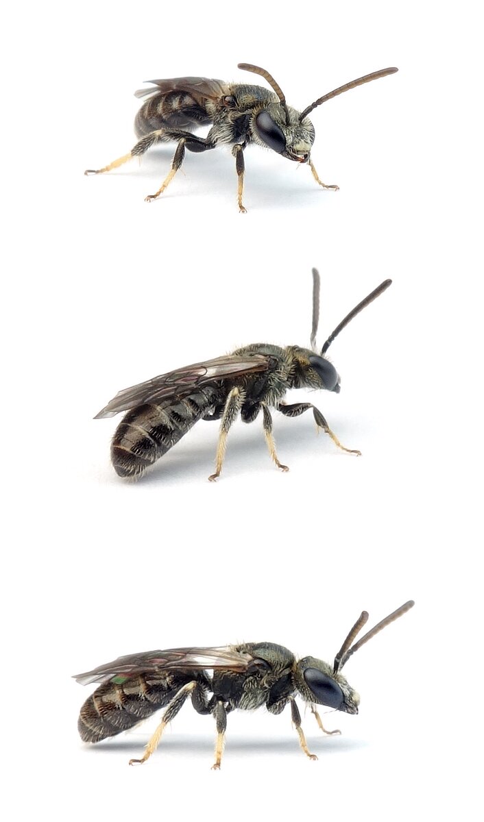 Lasioglossum leucopus ♂