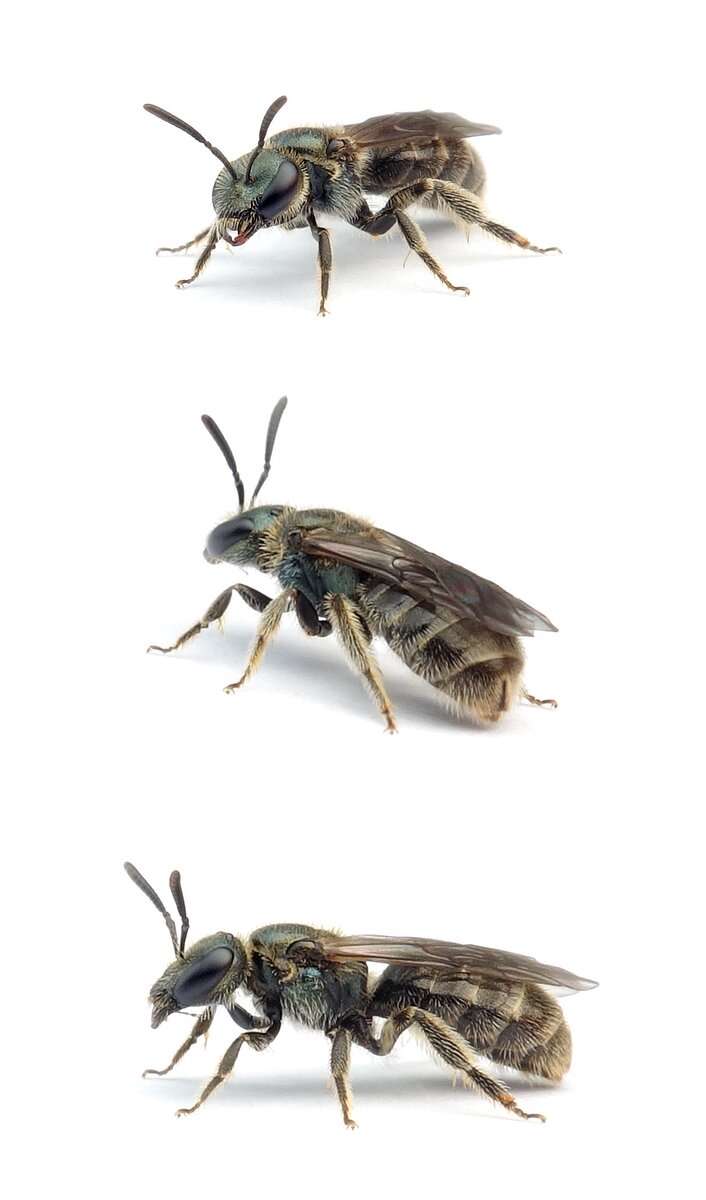 Lasioglossum leucopus ♀