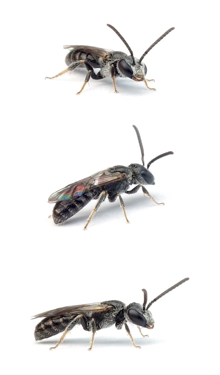 Lasioglossum lucidulum ♂