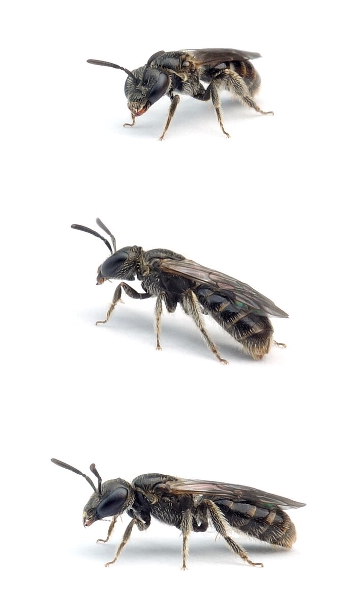Lasioglossum lucidulum ♀