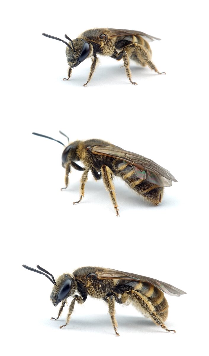 Lasioglossum malachurum ♀