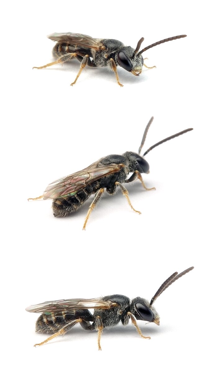 Lasioglossum monstrificum ♂