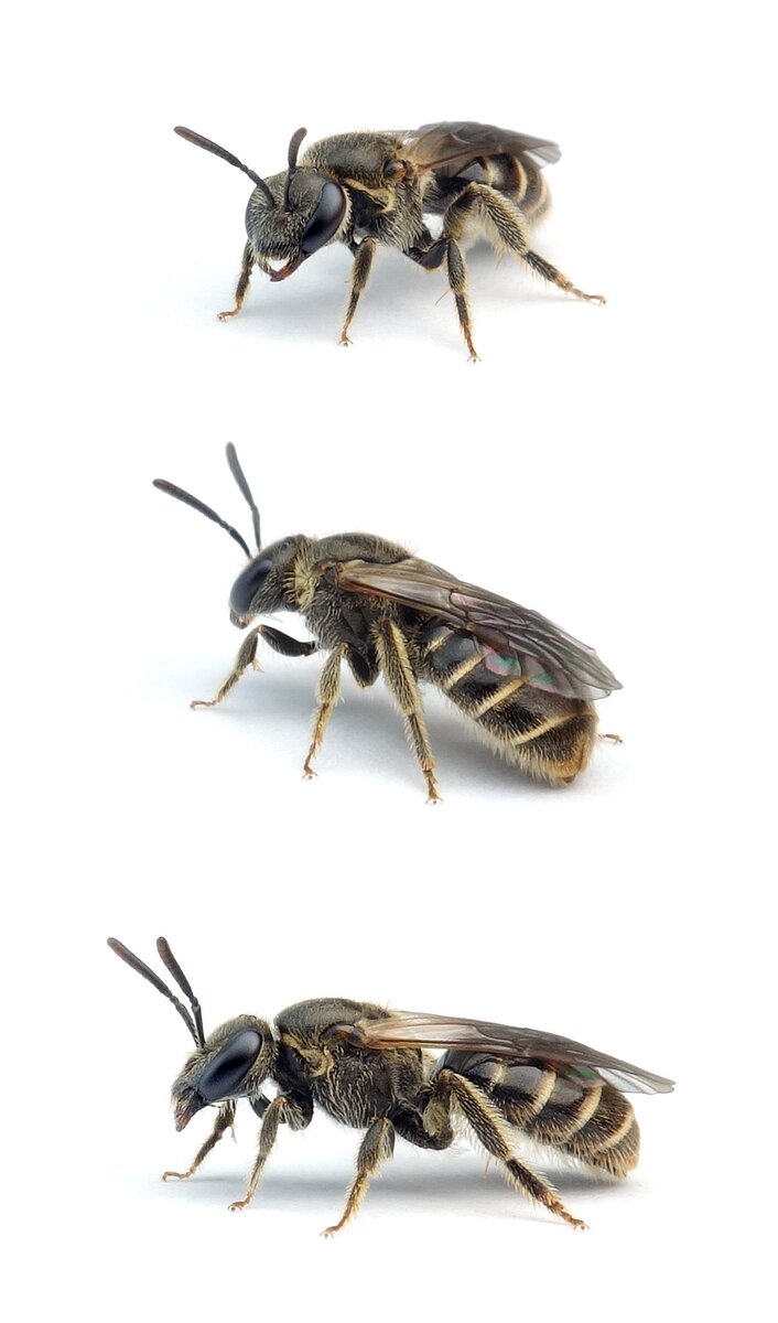 Lasioglossum monstrificum ♀