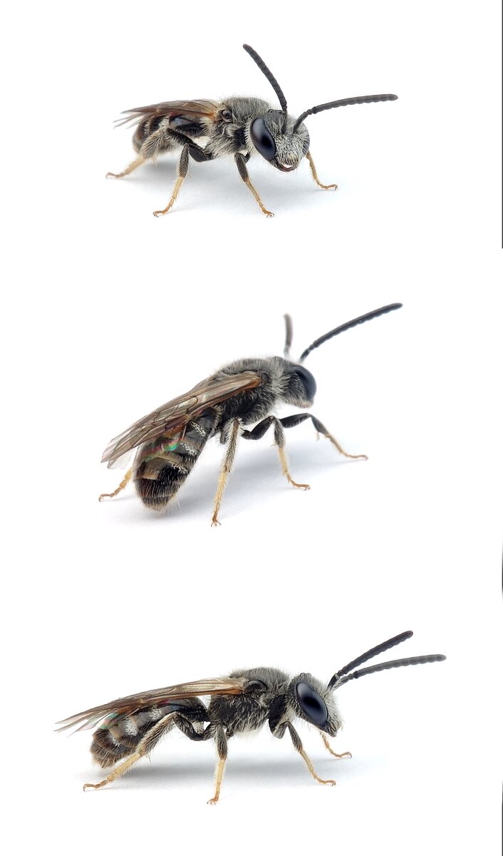 Lasioglossum pallens ♂