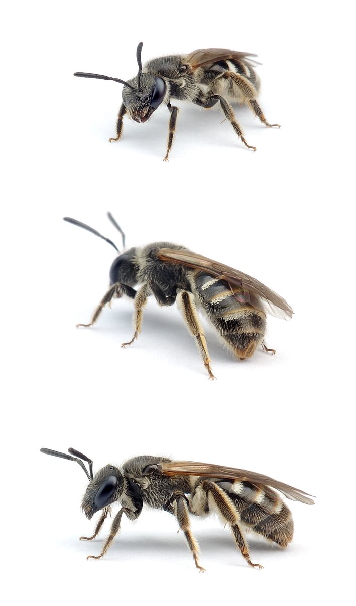 Lasioglossum pallens ♀