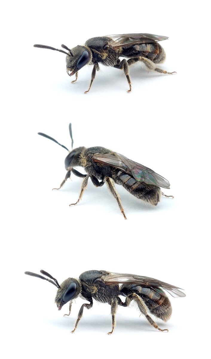 Lasioglossum parvulum ♀