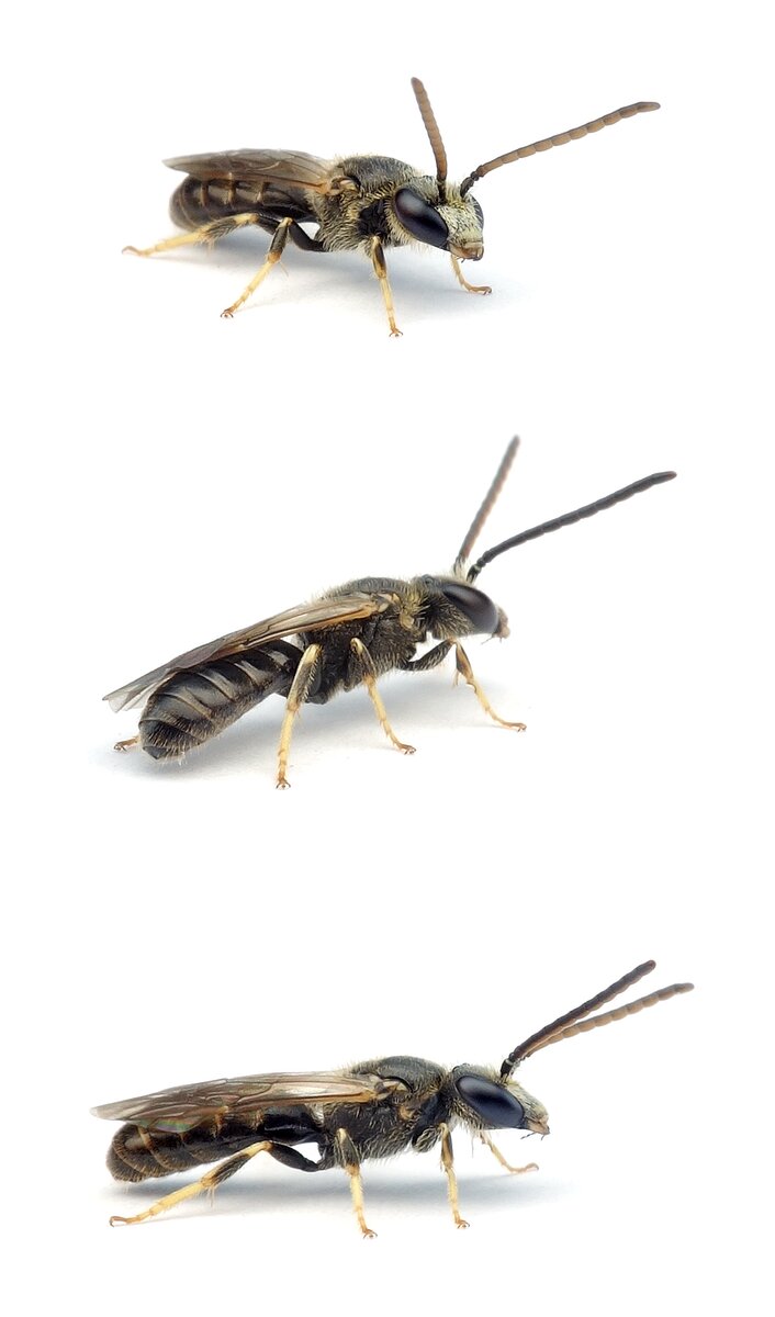 Lasioglossum pauxillum ♂