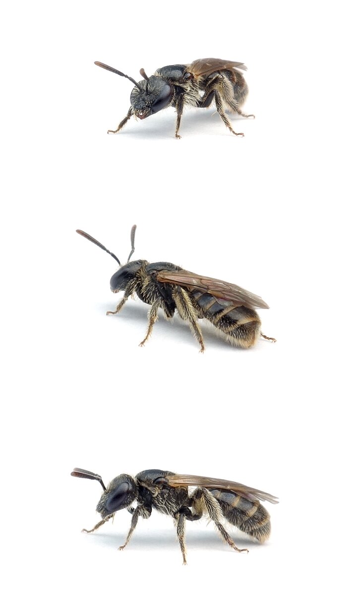 Lasioglossum pauxillum ♀