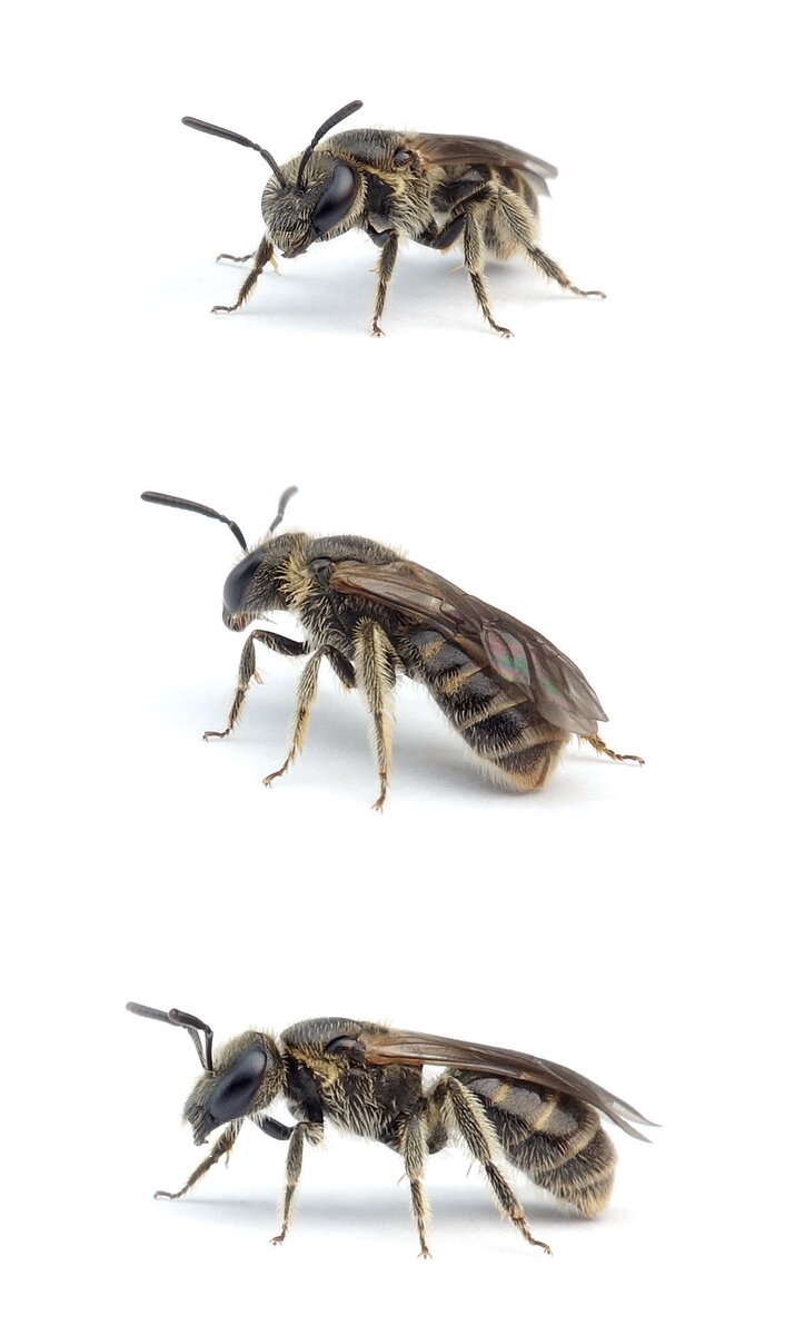 Lasioglossum pauxillum ♀