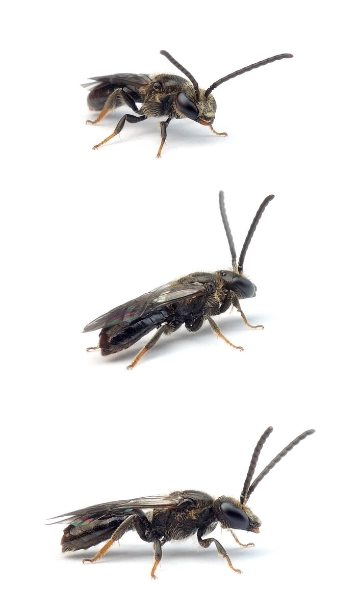 Lasioglossum rufitarse ♂