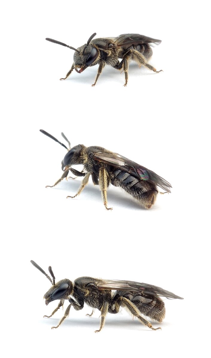 Lasioglossum rufitarse ♀