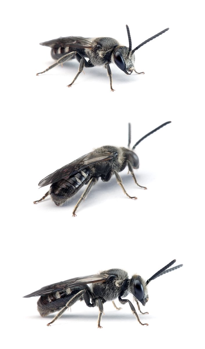 Lasioglossum sexnotatum ♂