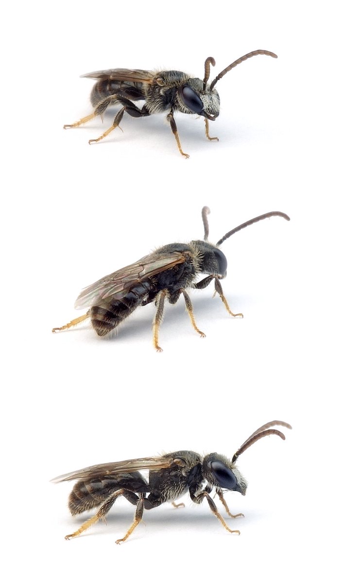 Lasioglossum-villosulum ♂