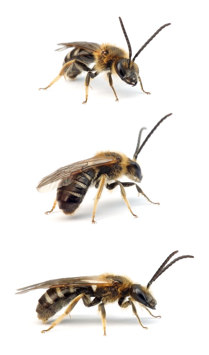 Lasioglossum xanthopus ♂