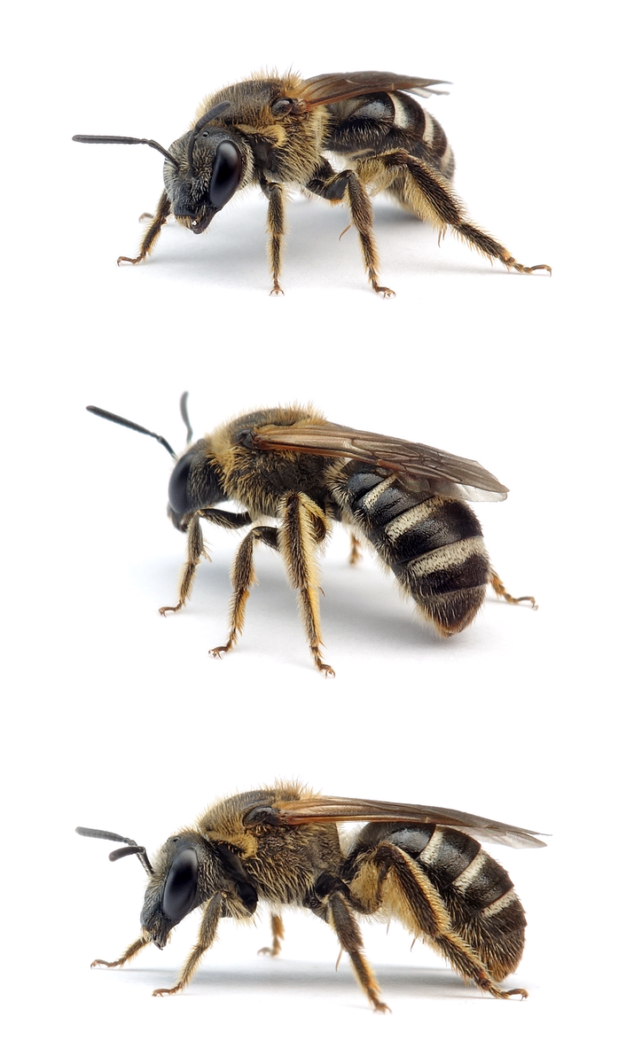 Lasioglossum zonulum ♀