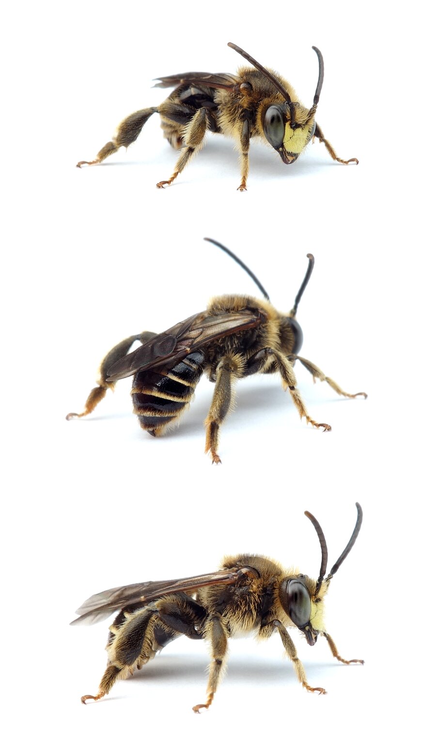 Macropis europaea ♂ Auen-Schenkelbiene 8 mm