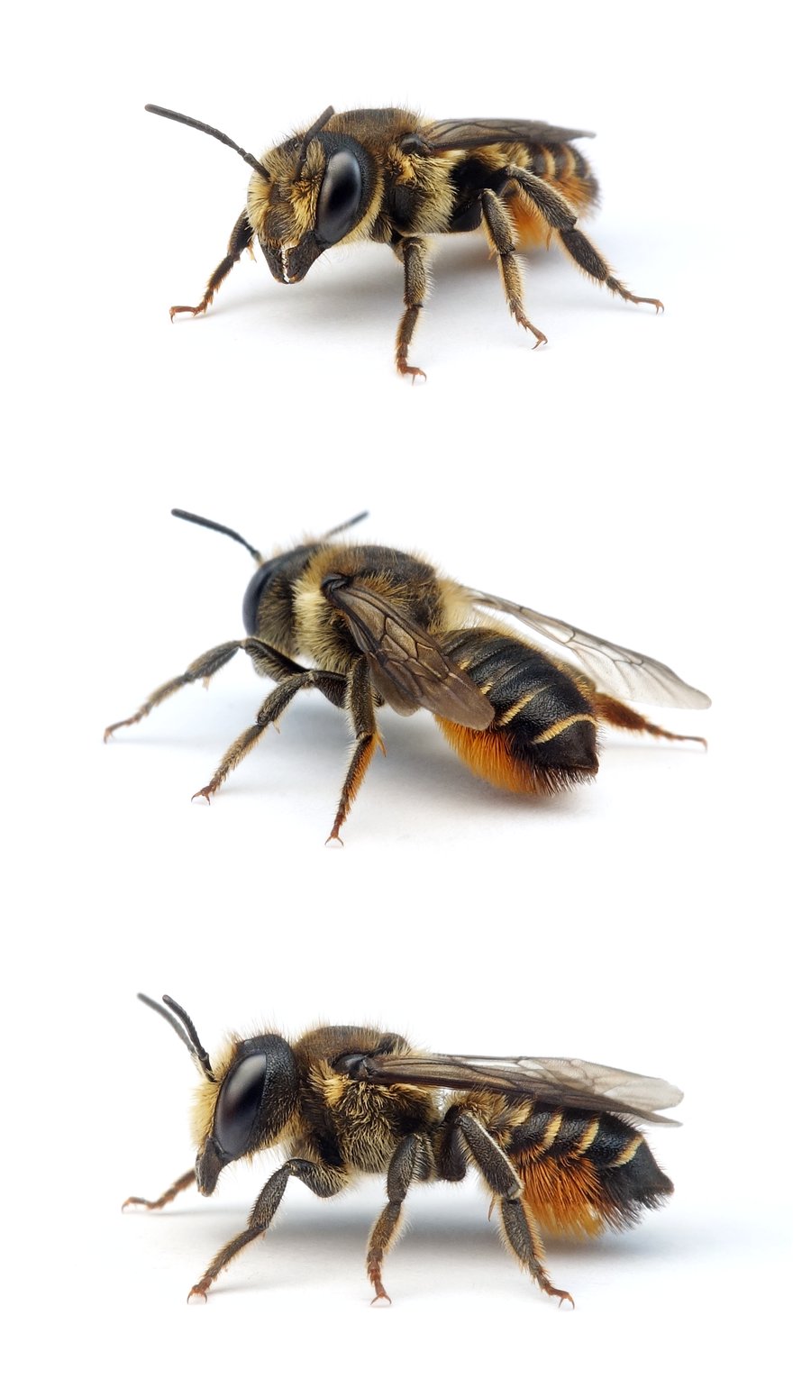 Megachile alpicola ♀ Kleine Blattschneiderbiene 9-10 mm