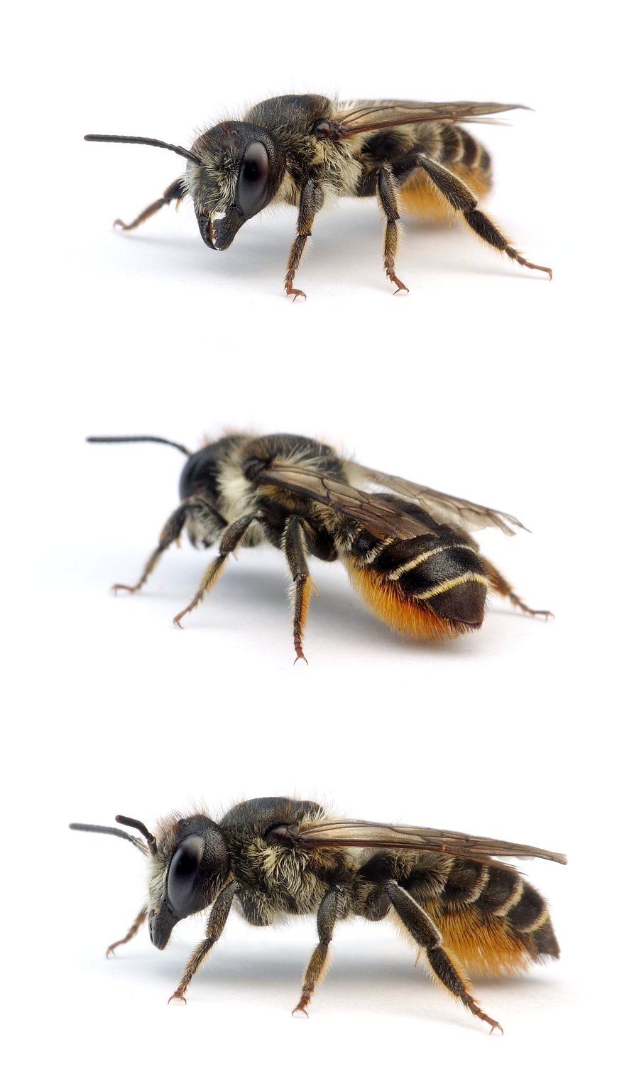 Megachile lapponica ♀ Weidenröschen-Blattschneiderbiene 11-13 mm