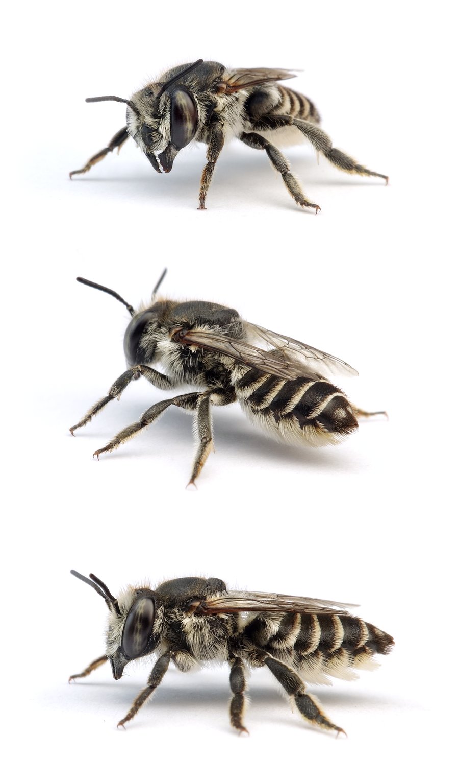 Megachile leachella ♀ Dünen-Blattschneiderbiene 9-10 mm