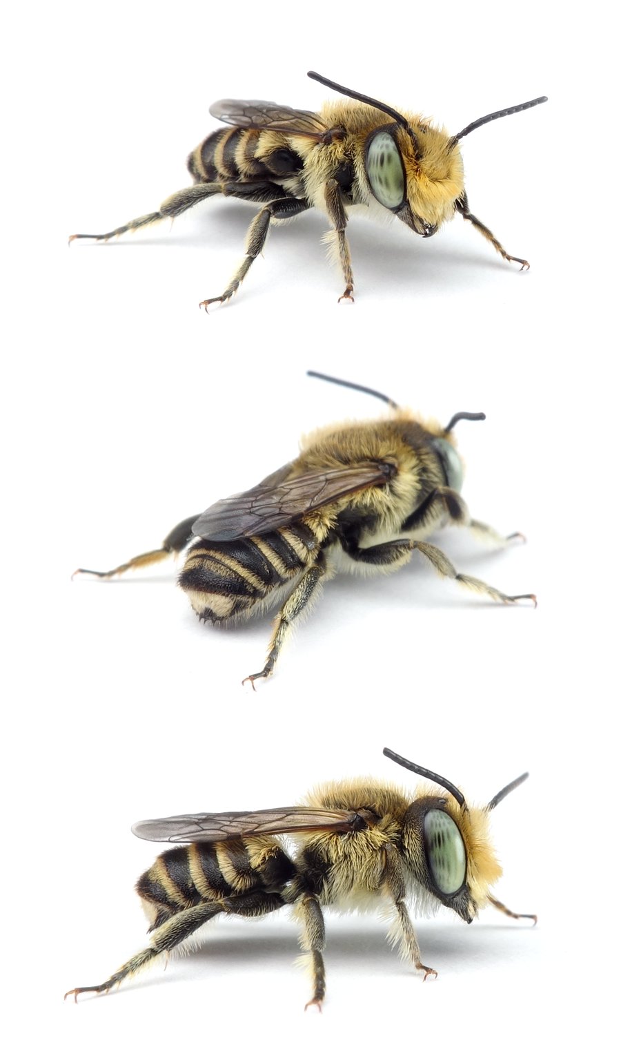 Megachile rotundata ♂ Luzerne-Blattschneiderbiene 7-8 mm