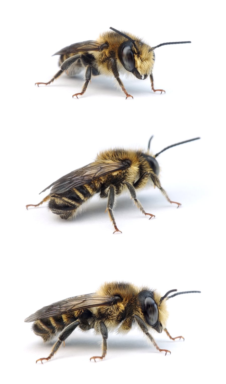 Megachile versicolor ♂ Bunte Blattschneiderbiene 10-11 mm