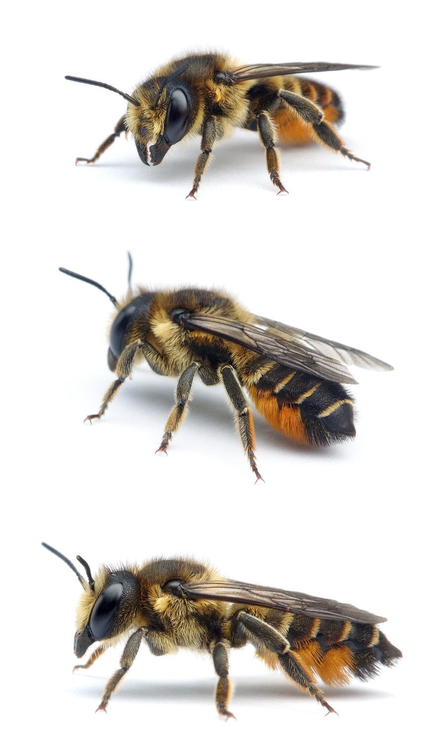 Megachile versicolor ♀ Bunte Blattschneiderbiene 11-12 mm