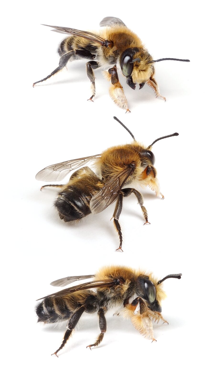 Megachile willughbiella ♂ Garten-Blattschneiderbiene 13-14 mm