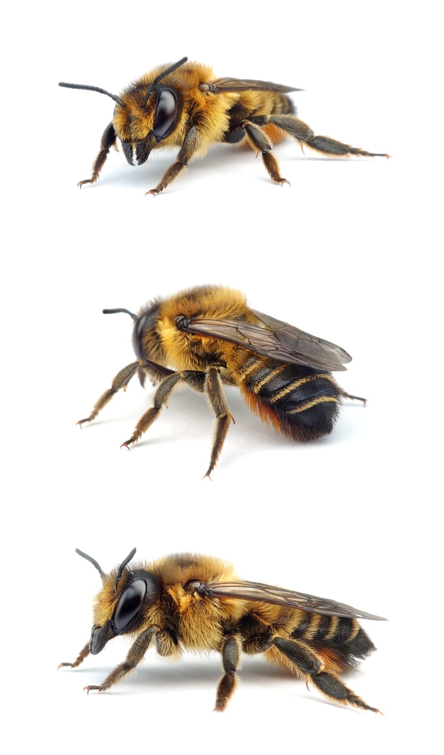 Megachile willughbiella ♀ Garten-Blattschneiderbiene 12-15 mm