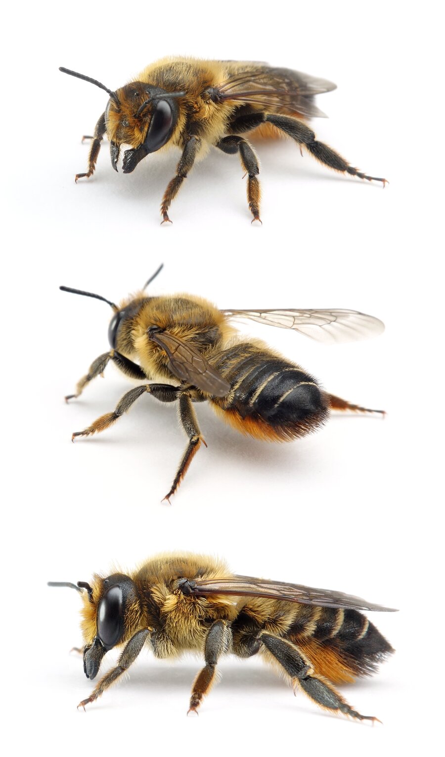 Megachile willughbiella ♀ Garten-Blattschneiderbiene 12-15 mm