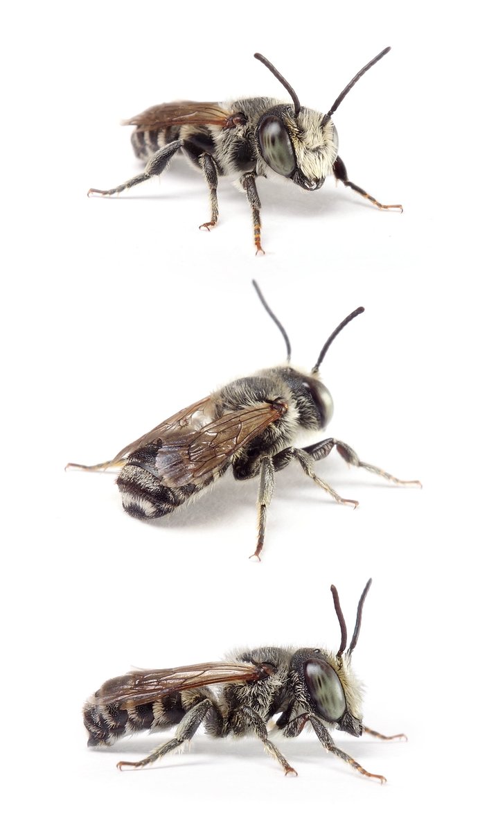 Megachile apicalis ♂ Flockenblumen-Blattschneiderbiene 7-8 mm