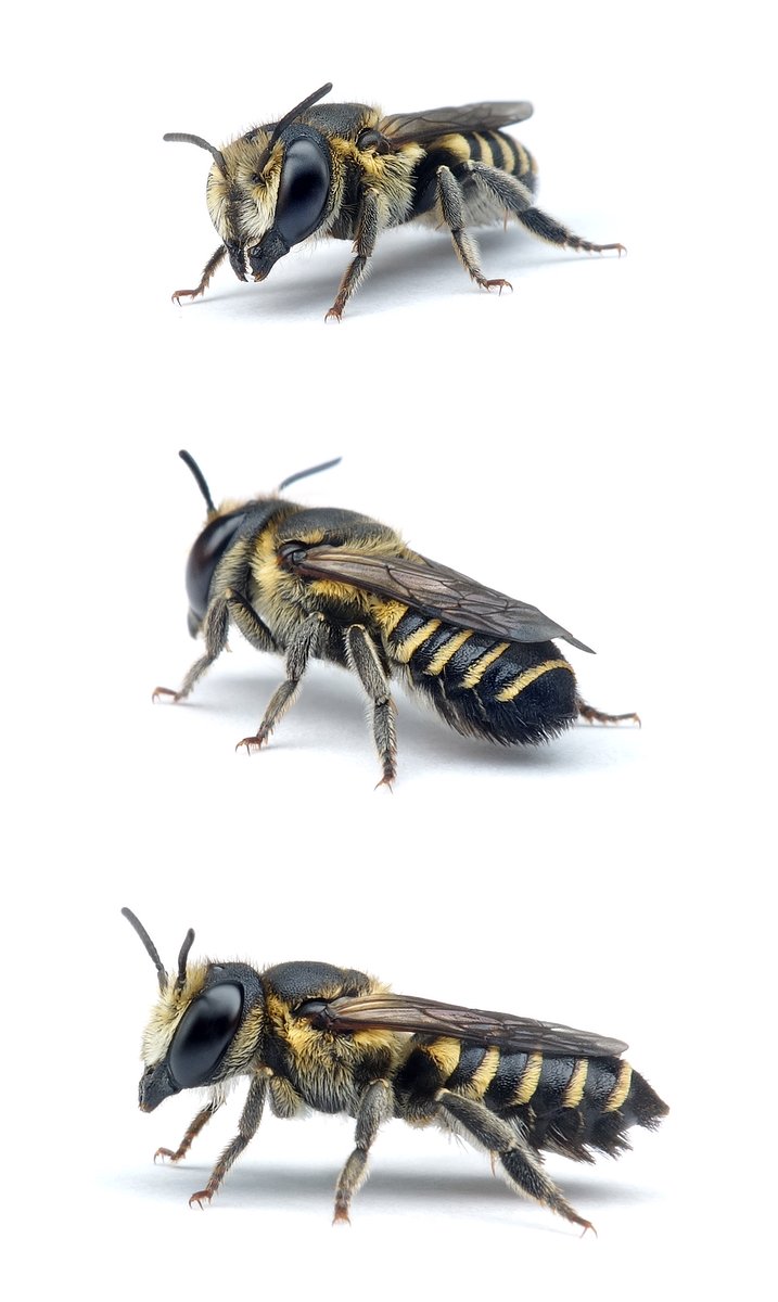 Megachile apicalis ♀ Flockenblumen-Blattschneiderbiene 8-9 mm