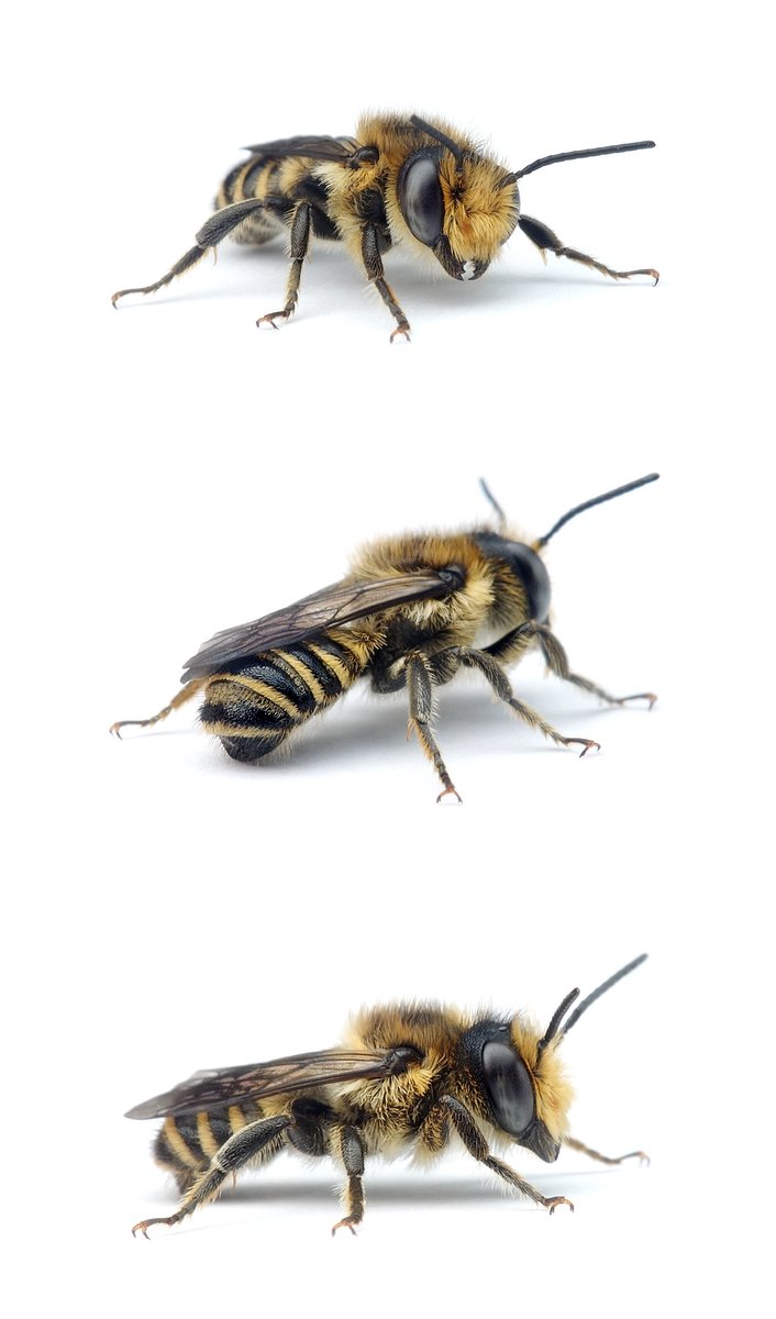 Megachile centuncularis ♂ Rosen-Blattschneiderbiene 9-11 mm