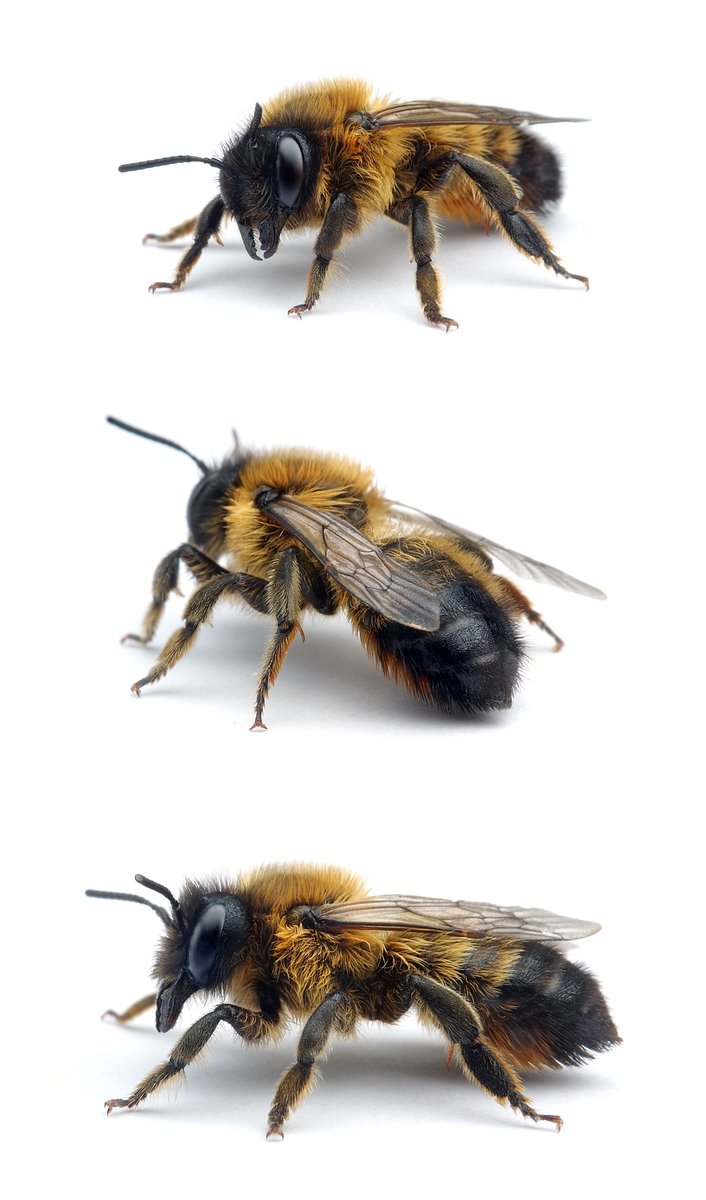 Megachile circumcincta ♀ Gebänderte Blattschneiderbiene 11-13 mm