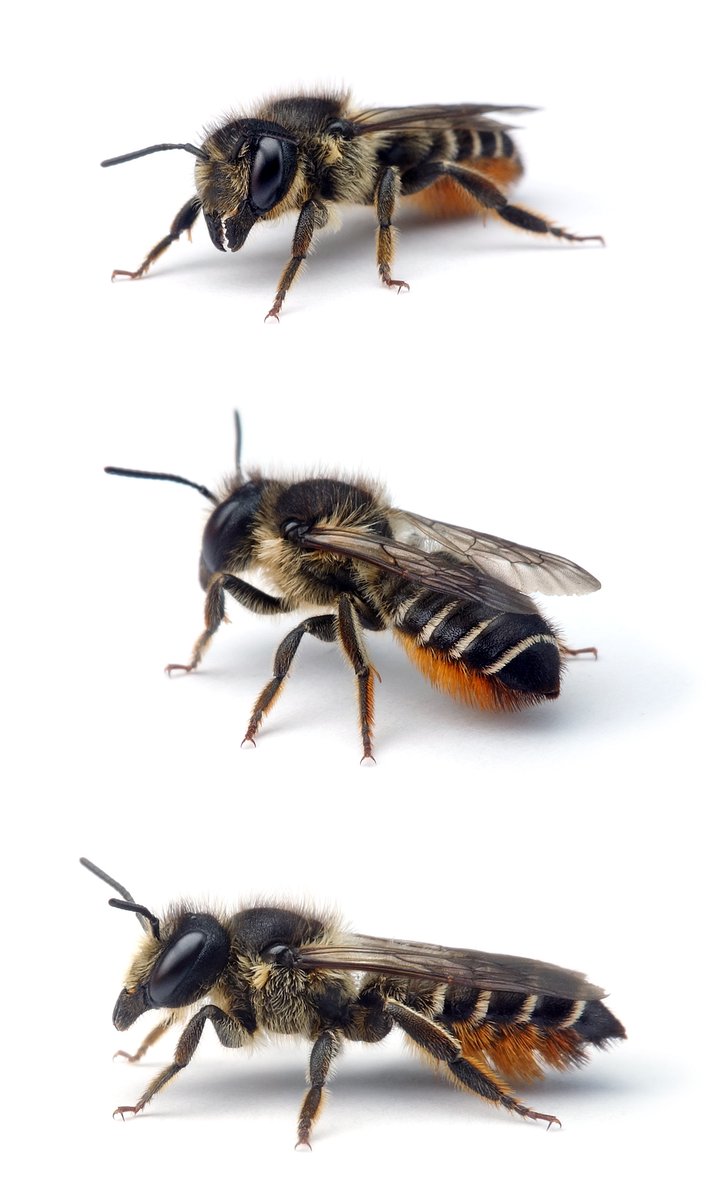 Megachile lapponica ♀ Weidenröschen-Blattschneiderbiene 11-13 mm