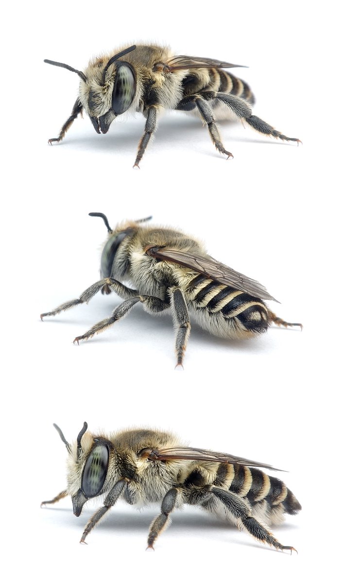 Megachile leachella ♀ Dünen-Blattschneiderbiene 9-10 mm