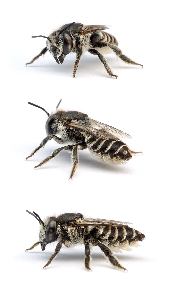 Megachile leachella ♀
