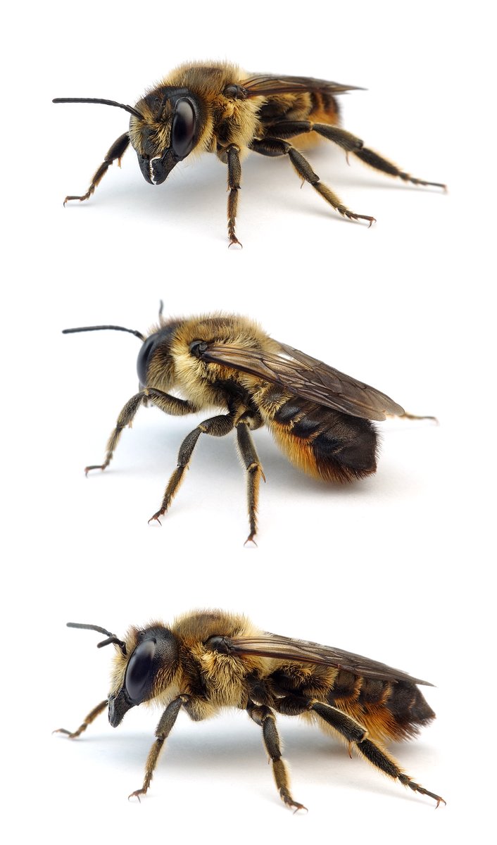 Megachile ligniseca ♀ Holz-Blattschneiderbiene 12-16 mm