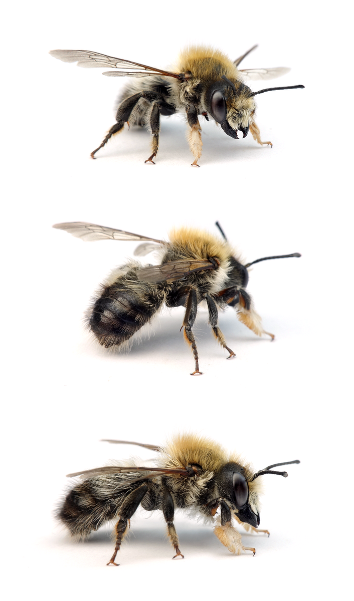 Megachile nigriventris ♂