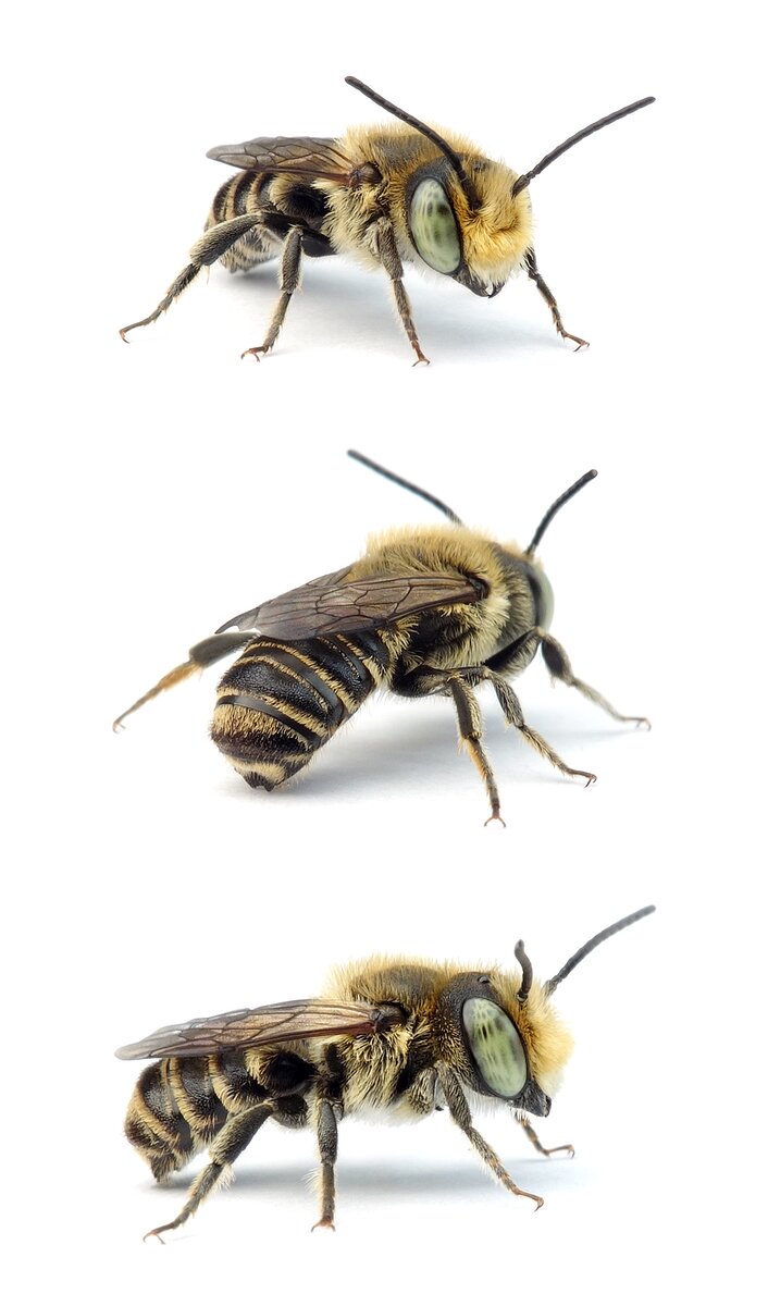 Megachile rotundata ♂