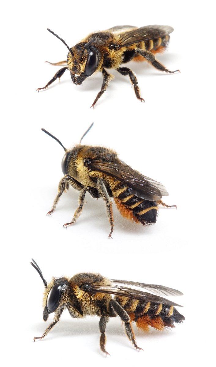 Megachile versicolor ♀ Bunte Blattschneiderbiene 11-12 mm
