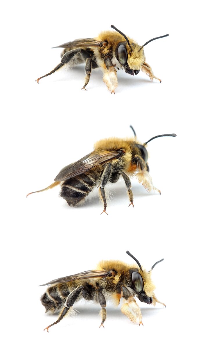 Megachile willughbiella ♂